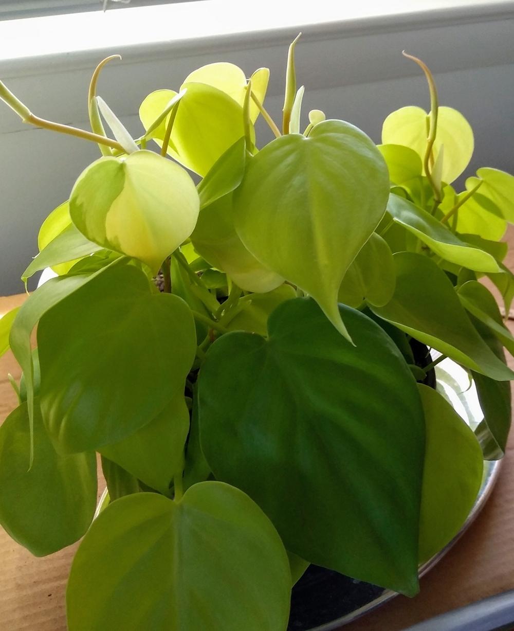 Photo of Heart Leaf Philodendron (Philodendron hederaceum 'Aureum') uploaded by SunNSoil
