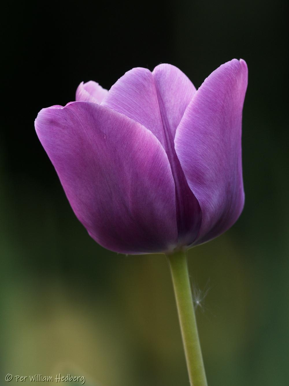 Photo of Tulip (Tulipa 'Bleu Aimable') uploaded by William