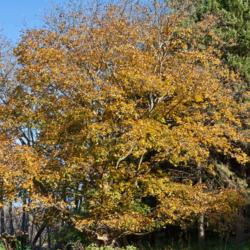 Location: Near Dow Prairie in the Nichols Arboretum, Ann Arbor, Michigan
Date: 2011-11-01
Schwedler Maple  Norway maples rarely develop good fall color.  T