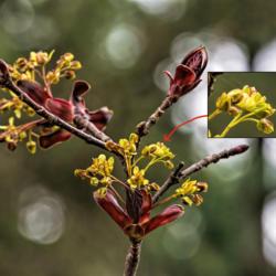 Location: Near Dow Prairie in the Nichols Arboretum, Ann Arbor, Michigan
Date: 2016-04-30
Schwedler maple  Very early bloom stage. This shot shows the red 