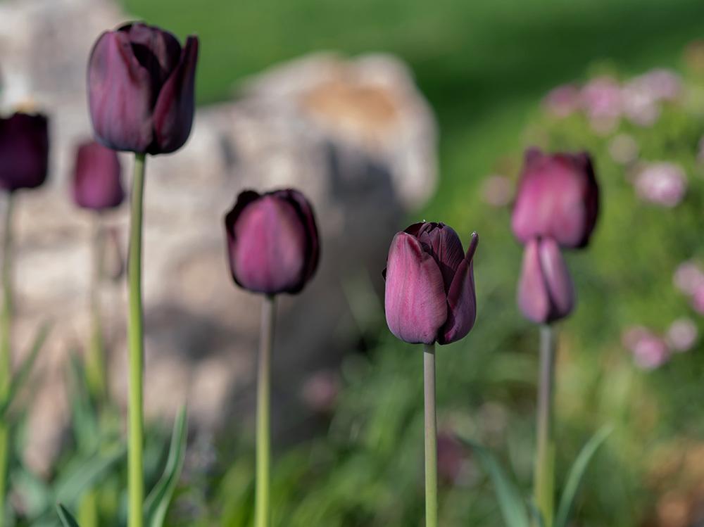 Photo of Triumph Tulip (Tulipa 'Paul Scherer') uploaded by dirtdorphins