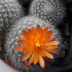 
Date: 2020-01-06
A whole week since opening. Longest lasting cactus flower that i 