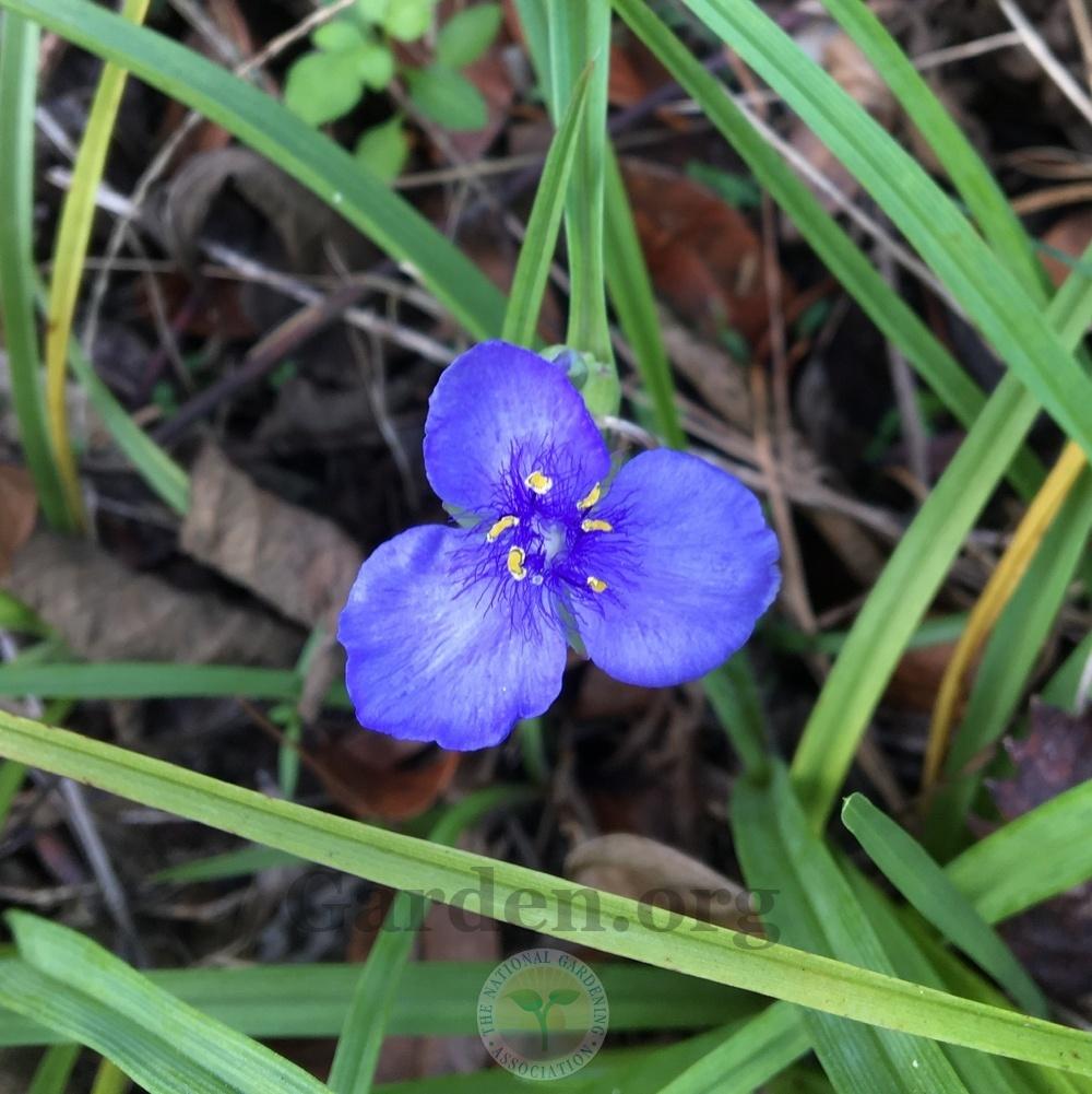 Photo of Spiderwort (Tradescantia ohiensis) uploaded by BlueOddish