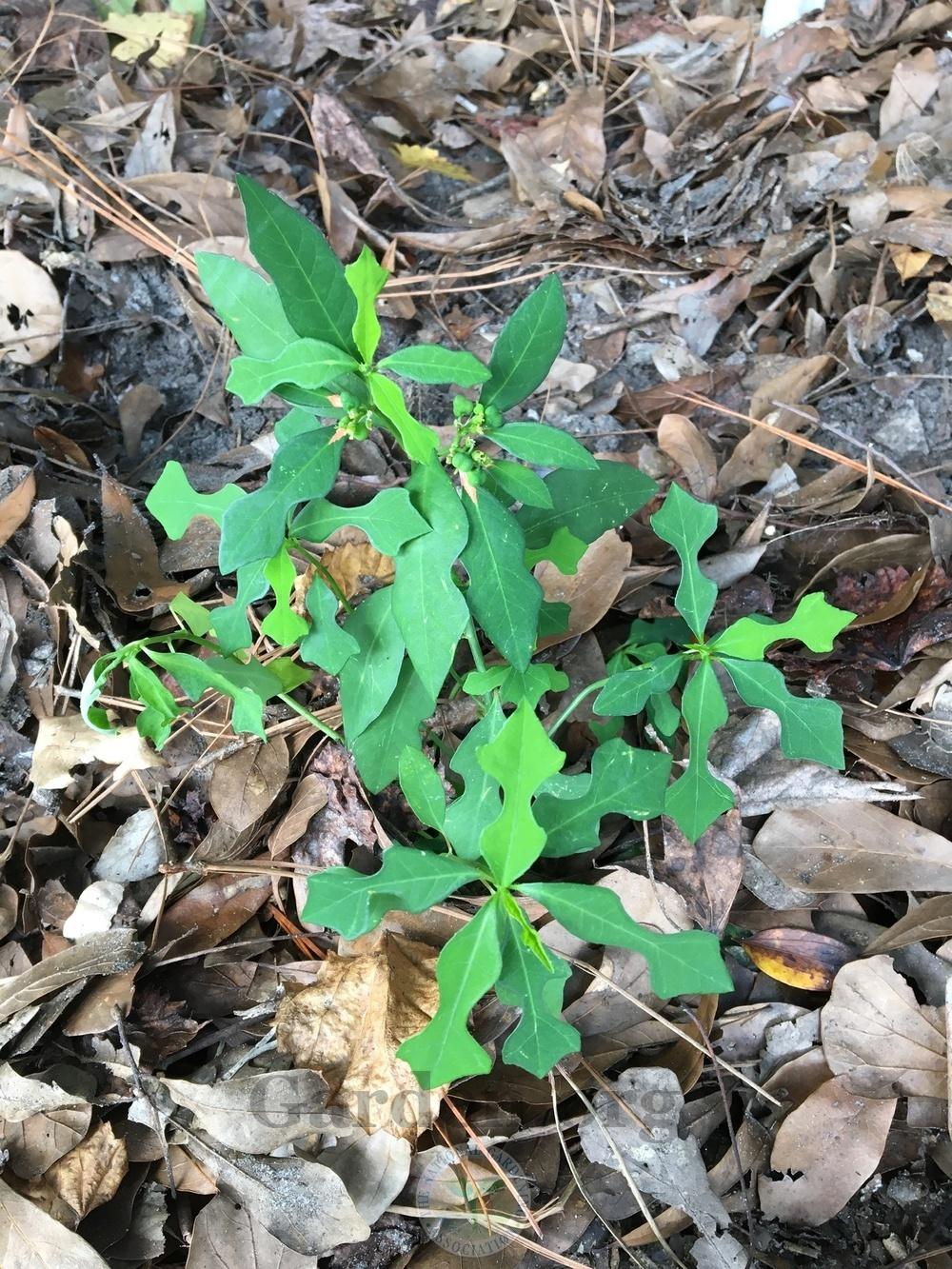 Photo of Summer Poinsettia (Euphorbia heterophylla) uploaded by BlueOddish