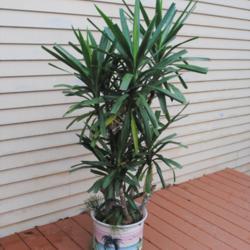 Location: Downingtown, Pennsylvania
Date: 2020-01-04
indoor potted plant,taken outside for growing season