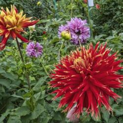 Location: Toledo Botanical Gardens, Toledo, Ohio
Date: 2019-10-04
Show ‘n’ Tell dahlia, including partially open bloom
