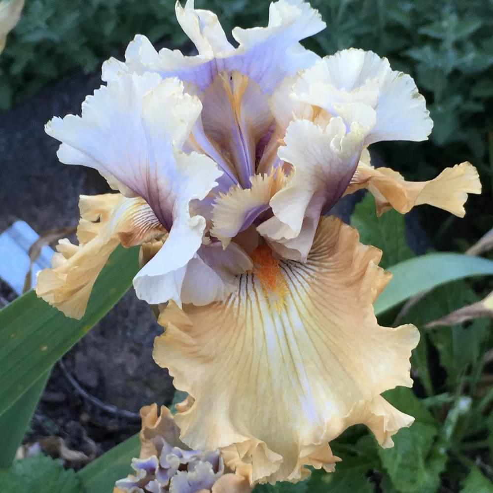 Photo of Tall Bearded Iris (Iris 'Cinderella's Secret') uploaded by lilpod13
