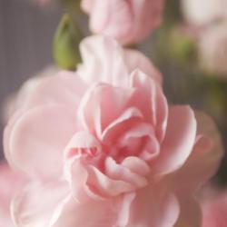 Location: Pennsylvania
Date: 2020-01-07
Florist carnation