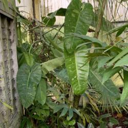 Location: My greenhouse, Florida
Date: 2020-01-08
Huge growing variegated Philodendron