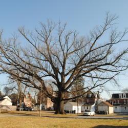 Location: Downingtown, Pennsylvania
Date: 2020-01-08
big tree