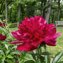 Location: Peony Garden at Nichols Arboretum, Ann Arbor, Michigan
Date: 2019-06-06
Louis van Houtte - side view of this high domed bloom.  Not quite