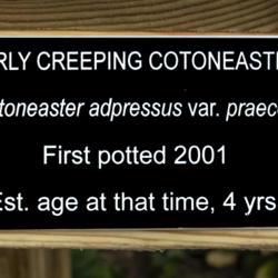 Location: Bonsai Courtyard, Hidden Lake Gardens, Tipton, Michigan
Date: 2019-10-03
ID plaque for Cotoneaster adpressus var. praecox  Early creeping 