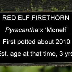 Location: Bonsai Courtyard, Hidden Lake Gardens, Tipton, Michigan
Date: 2019-10-03
Pyracantha x ‘Monelf’, Red Elf Firethorn