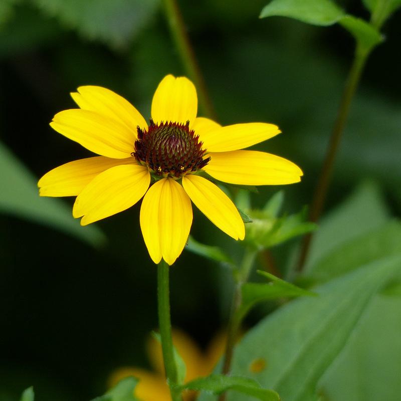 Photo of Browneyed Susan (Rudbeckia triloba) uploaded by molanic
