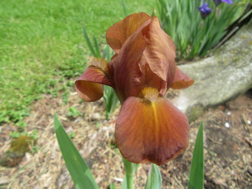 Photo of Standard Dwarf Bearded Iris (Iris 'Drambuie') uploaded by tveguy3