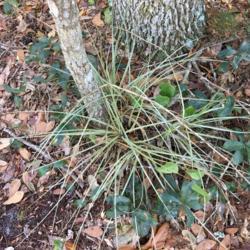 Location: Winter Springs, Florida, United States
Date: 2020-01-06
Plant growing in the ground. Probably fell off a tree and rooted.