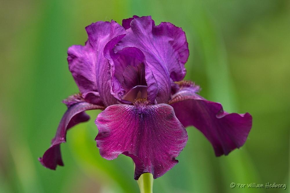 Photo of Border Bearded Iris (Iris 'Ikurriña') uploaded by William