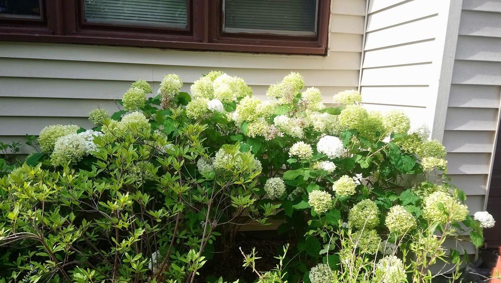 Photo of Smooth Hydrangea (Hydrangea arborescens 'Annabelle') uploaded by Prepper