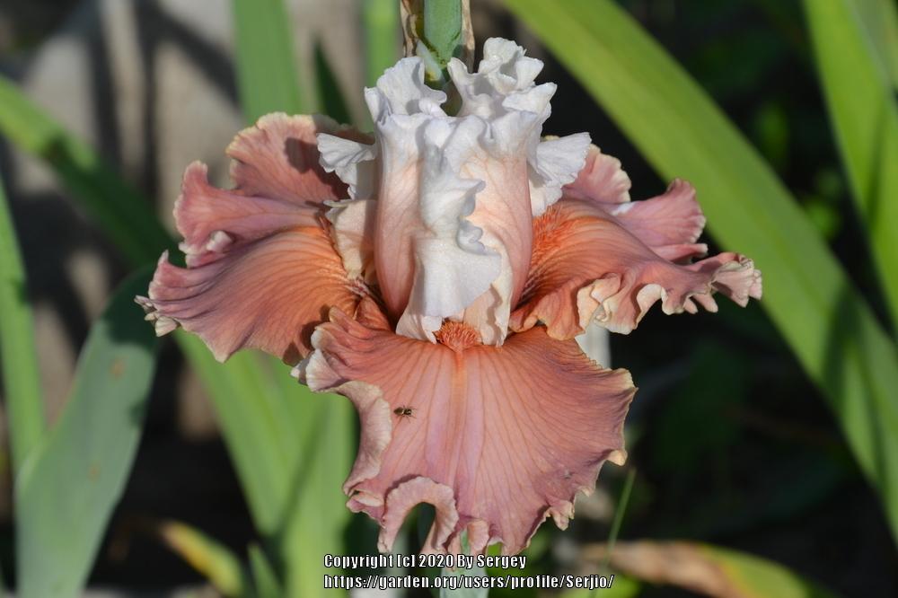 Photo of Tall Bearded Iris (Iris 'Emblematic') uploaded by Serjio