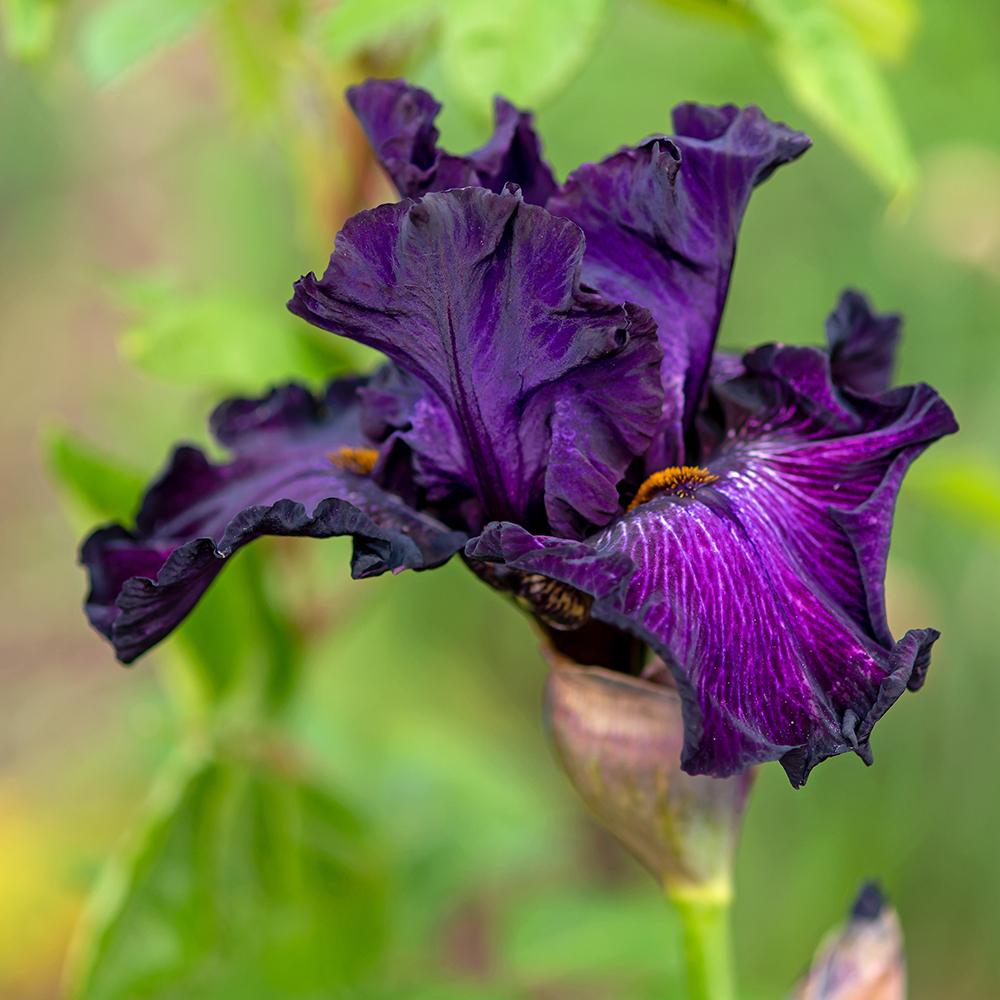 Photo of Tall Bearded Iris (Iris 'Awash in Purple') uploaded by dirtdorphins