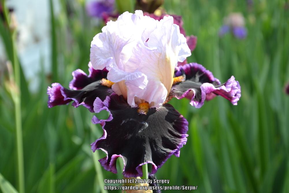 Photo of Tall Bearded Iris (Iris 'Enjoy the Party') uploaded by Serjio