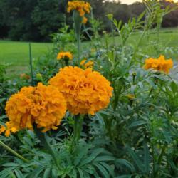 Location: Missouri
Date: 2019-08-22
Marigold blooms at twilight
