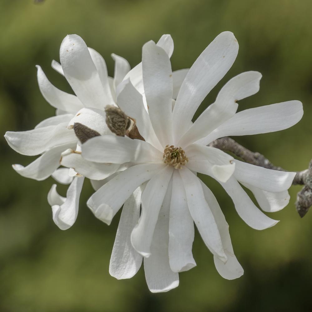 Photo of Star Magnolia (Magnolia stellata 'Royal Star') uploaded by arctangent