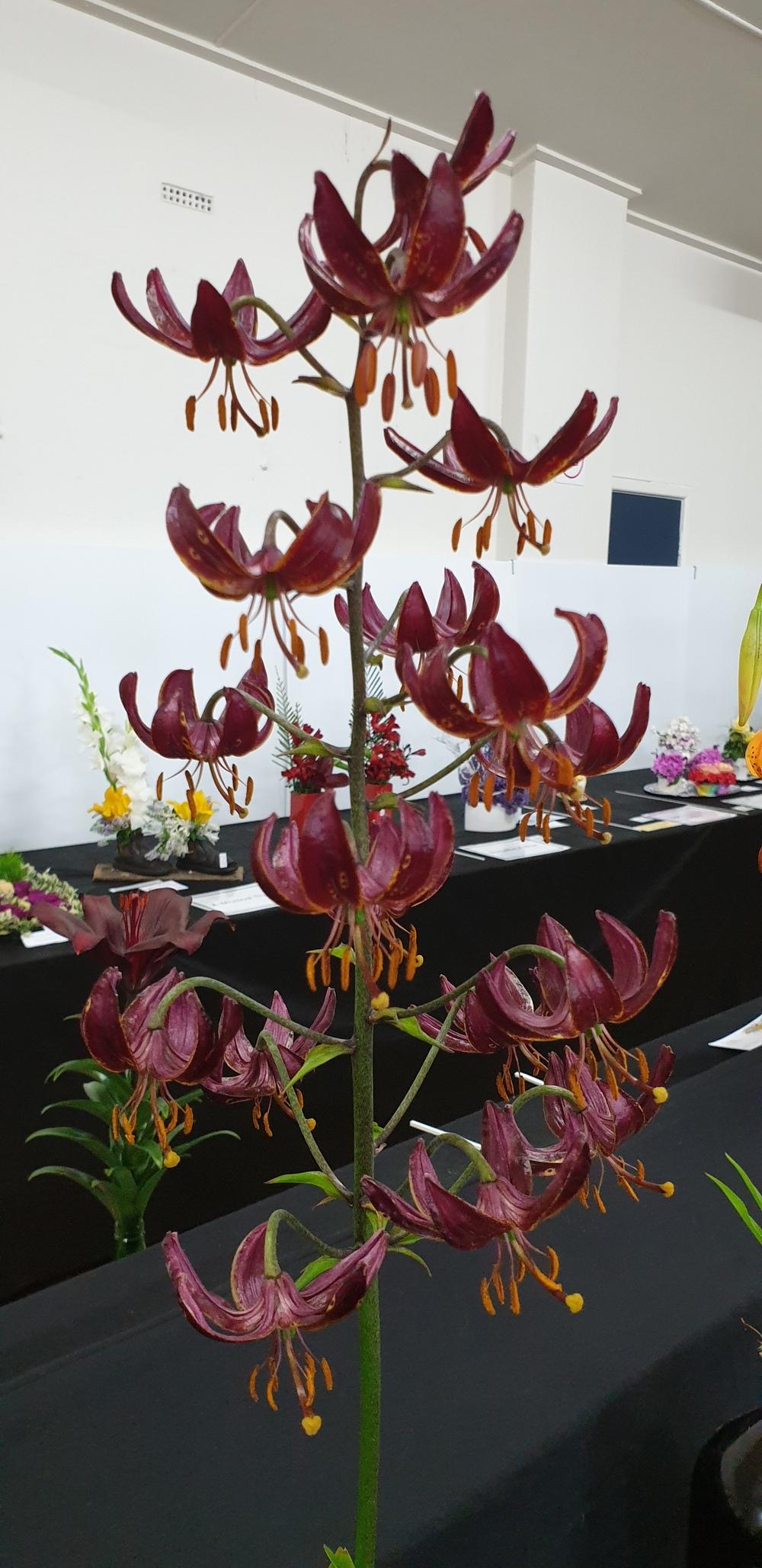 Photo of Lily (Lilium 'Claude Shride') uploaded by gwhizz