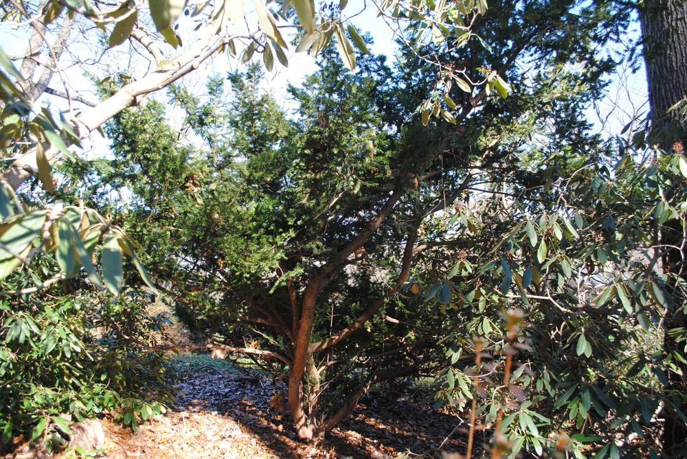 Photo of Common Yew (Taxus baccata) uploaded by ILPARW