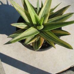 Location: So Cal
Date: 2020-01-11
I have a variegated plant that was ID'd as G. Green Gold