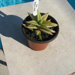 Location: So Cal
Date: 2020-01-11
I have a variegated plant that was ID'd as G. Green Gold