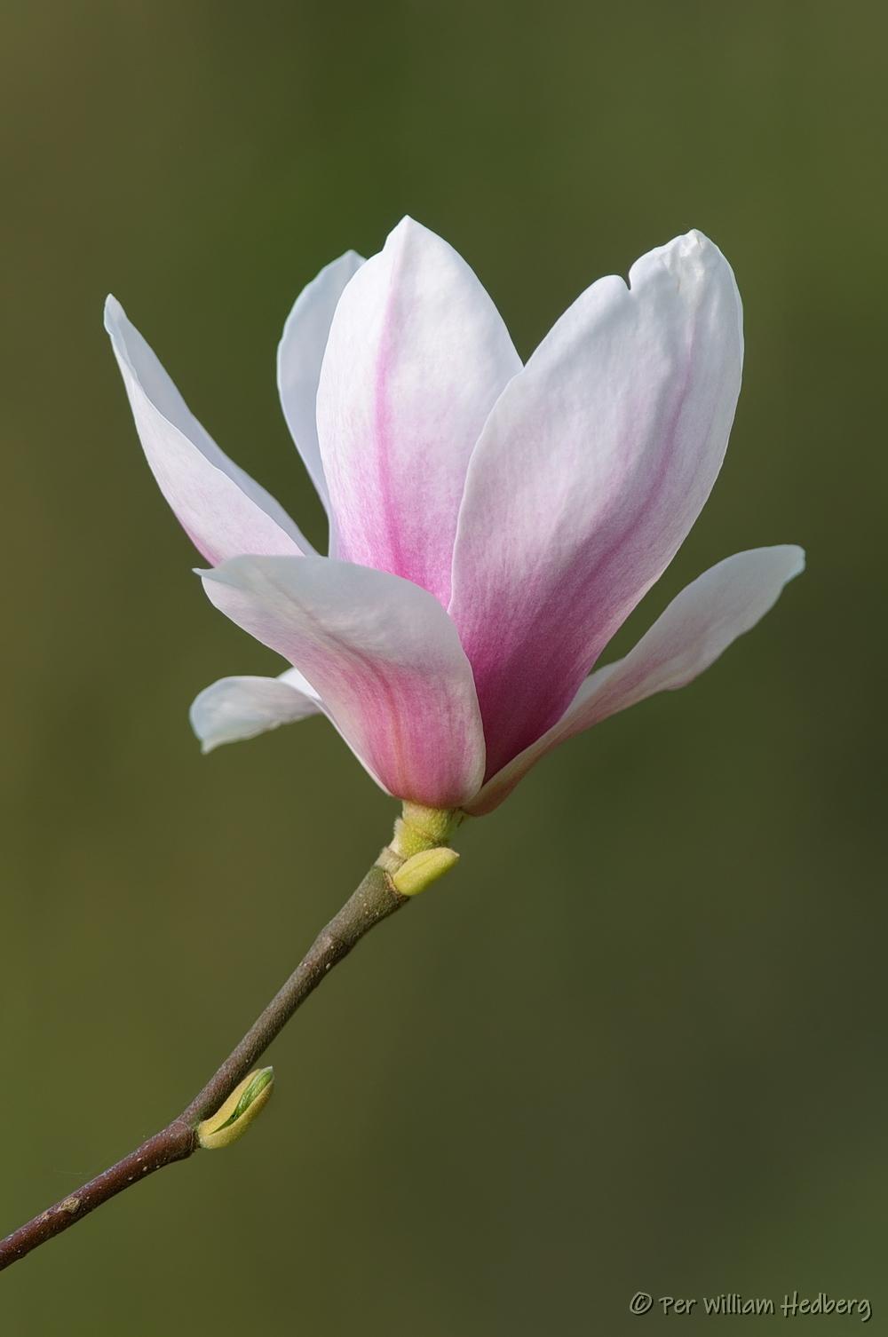 Photo of Saucer Magnolia (Magnolia x soulangeana) uploaded by William