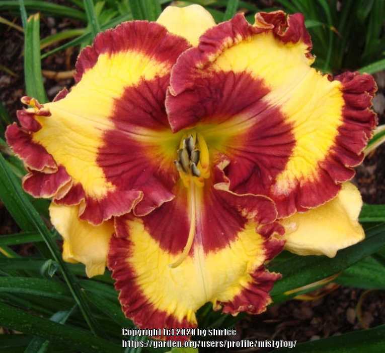 Photo of Daylily (Hemerocallis 'Can't Touch This') uploaded by mistyfog