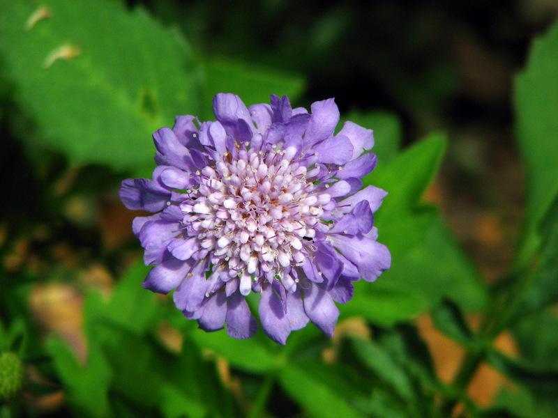 Photo of Pincushion Flower (Scabiosa) uploaded by molanic