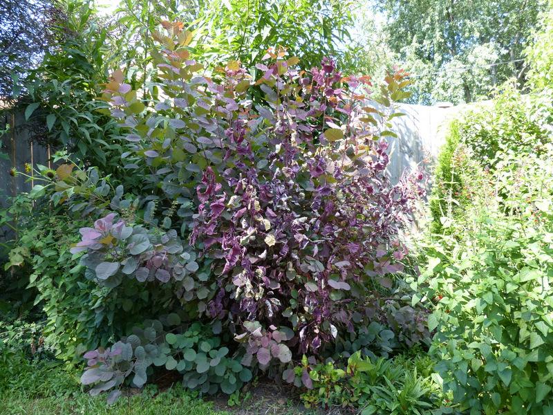 Photo of Purple Smoke Tree (Cotinus coggygria 'Royal Purple') uploaded by molanic