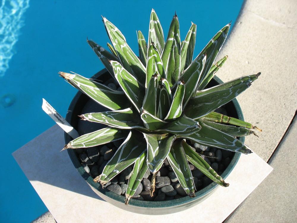 Photo of Compact Queen Victoria Agave (Agave victoriae-reginae subsp. swobodae) uploaded by OldBlue