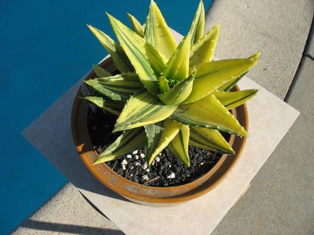 Photo of Aloes (Aloe) uploaded by OldBlue