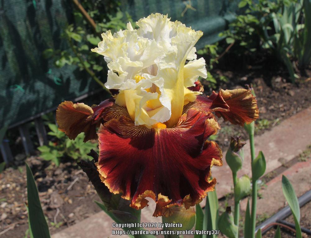 Photo of Tall Bearded Iris (Iris 'Diamonds and Rubies') uploaded by Valery33