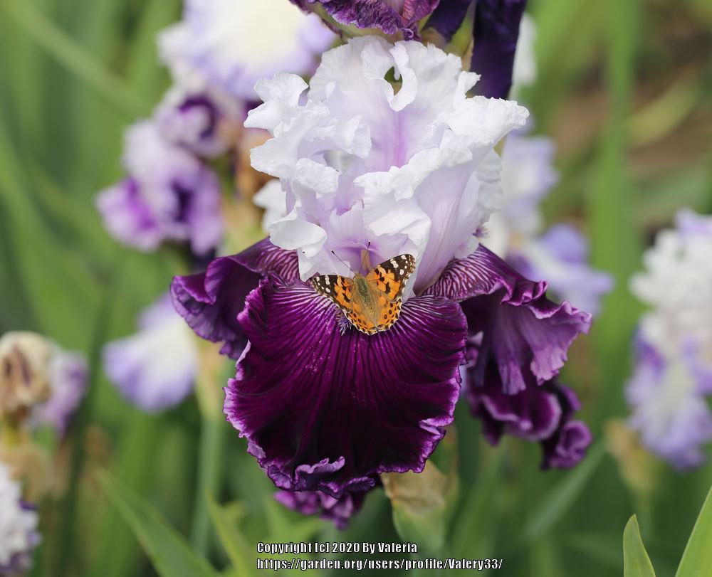 Photo of Tall Bearded Iris (Iris 'Dinner Talk') uploaded by Valery33