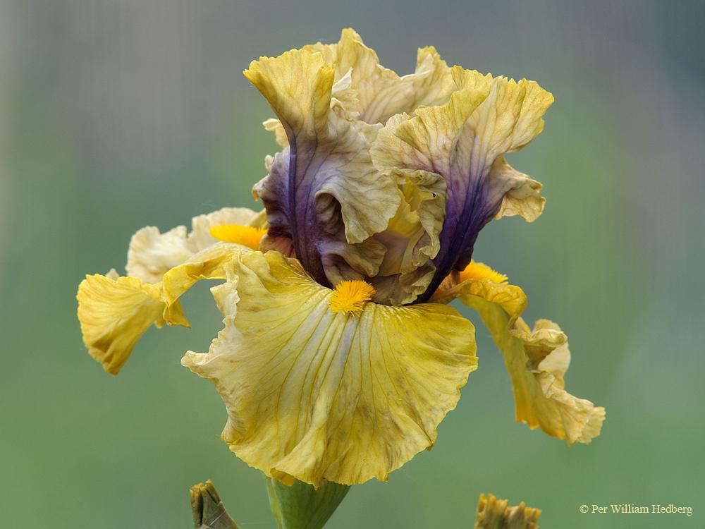 Photo of Tall Bearded Iris (Iris 'Secret Rites') uploaded by William