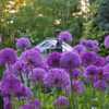 These are seedlings from Allium 'Purple Sensation', but as such t