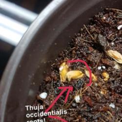 Location: QC, Canada
Surfaced sown Thuja seeds finally sprouts a tap root.
