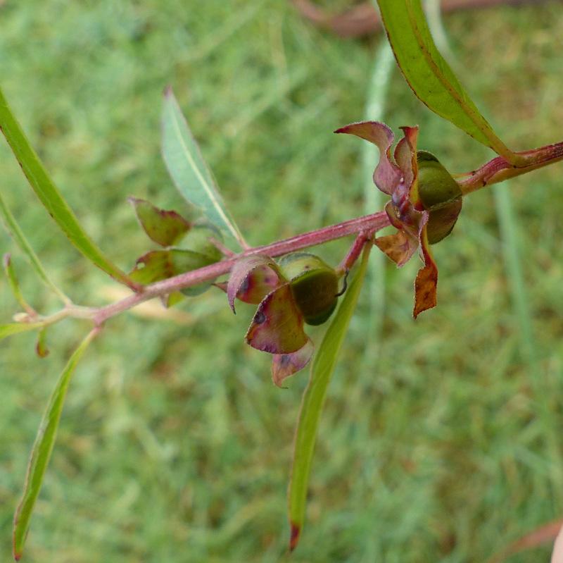 Photo of Seed Box (Ludwigia alternifolia) uploaded by molanic