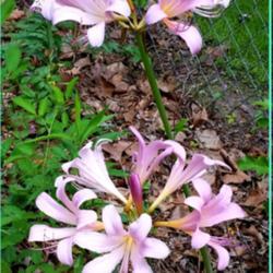 Location: Titus AL USA
Date: Late summer
Pink surprise lily