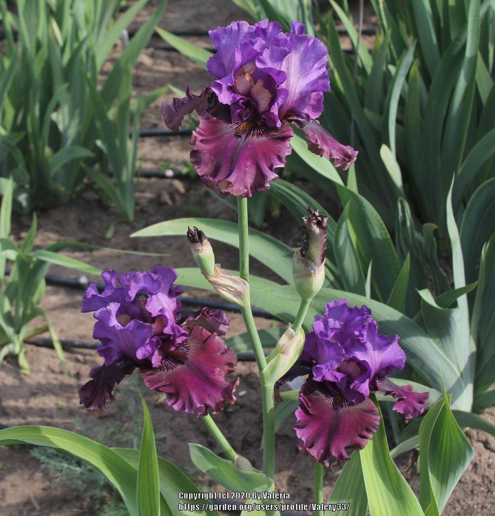 Photo of Tall Bearded Iris (Iris 'Dakota Smoke') uploaded by Valery33