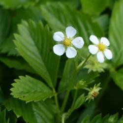 Location: Illinois, US
Date: 2017-05-12
Seed grown alpine strawberries either 'Mignonette' or 'White Soul