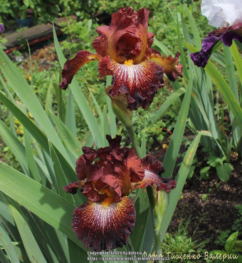 Photo of Tall Bearded Iris (Iris 'Pyroclast') uploaded by Valery33