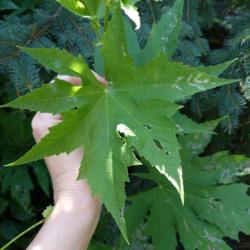 Location: Illinois, US
Date: 2018-07-17
Leaves damaged by large numbers of sawfly larva.