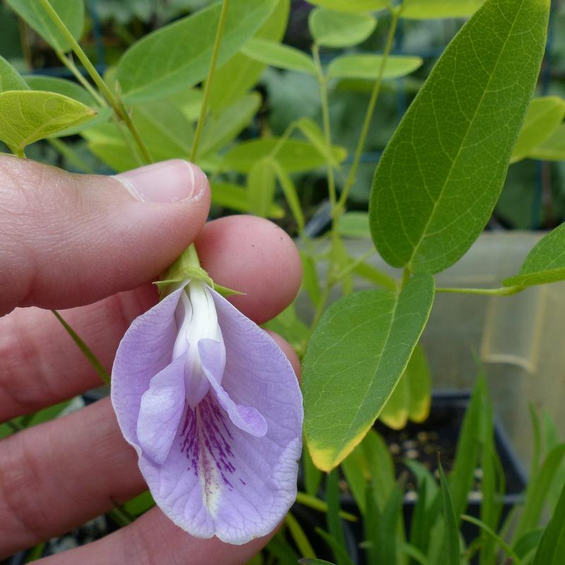 Photo of Butterfly Pea (Clitoria mariana) uploaded by molanic