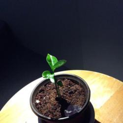 Location: QC, Canada
Date: January 18 2020
Young citrus twin seedlings.